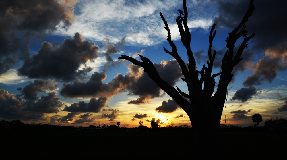 An image of a tree during sunset