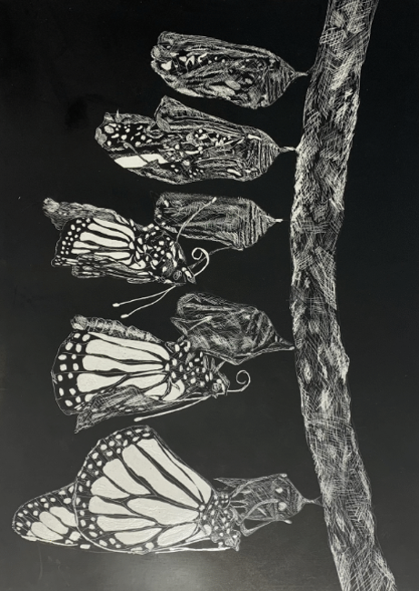 Lined butterflies on a tree