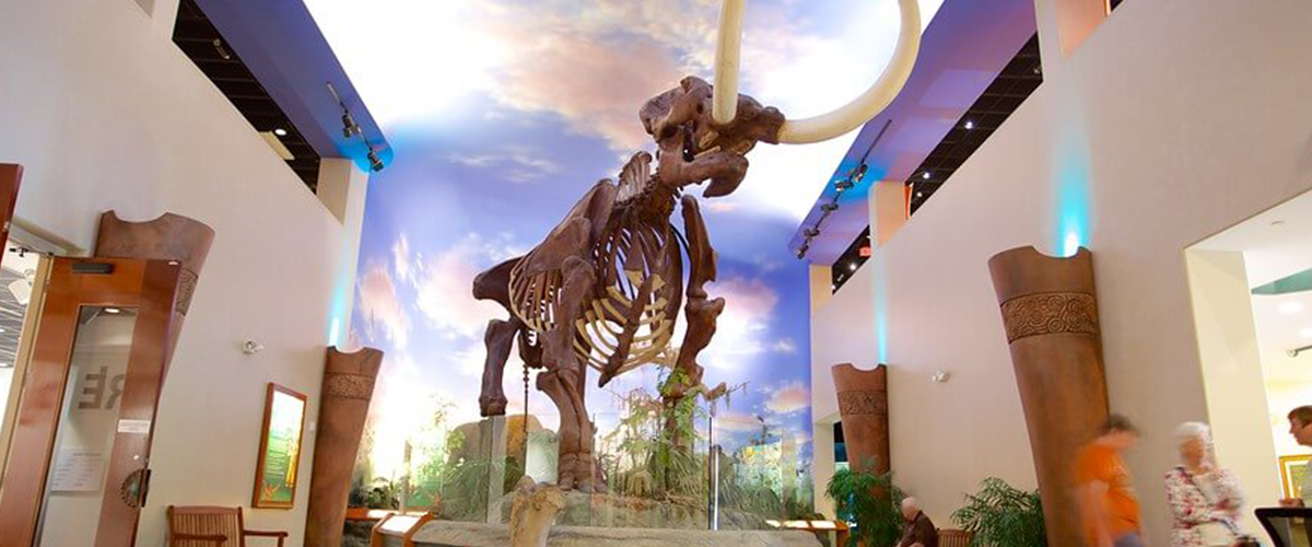 Photo of mammoth skeleton in museum