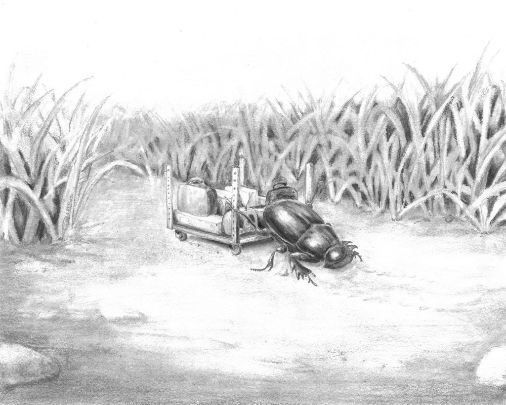 Black and white drawing of bug in a field.