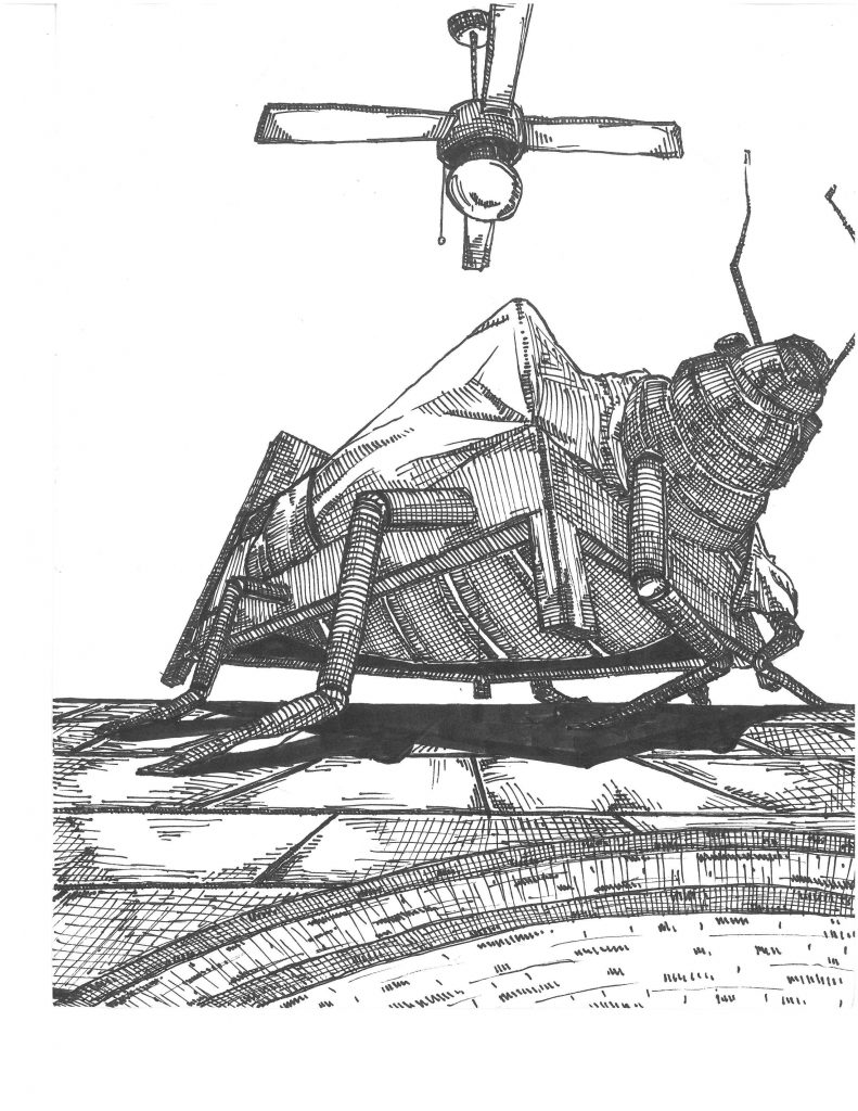 Black and white drawing of pyramid shaped bug