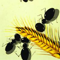 a group of ants and a wheat ear